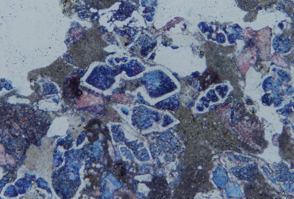 Come appare il flysch al microscopio. Si nota la abbondanza di bioclasti.