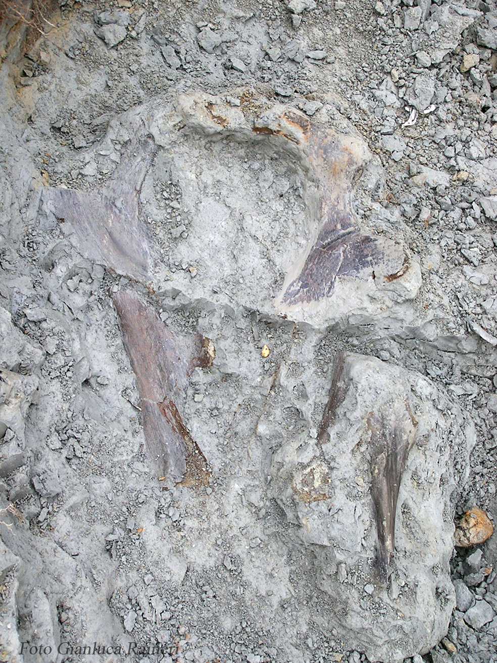 Recupero di resti scheletrici di Rinoceronte, bacino e femori - foto di Gianluca Raineri