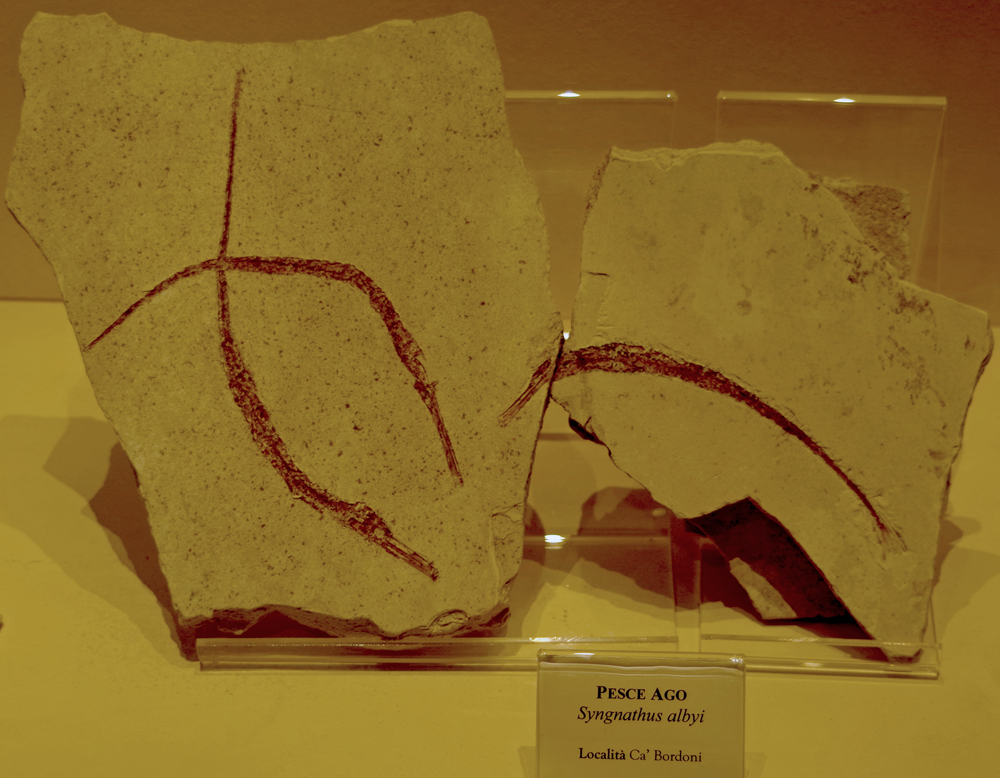 I fossili del Museo di Mondaino