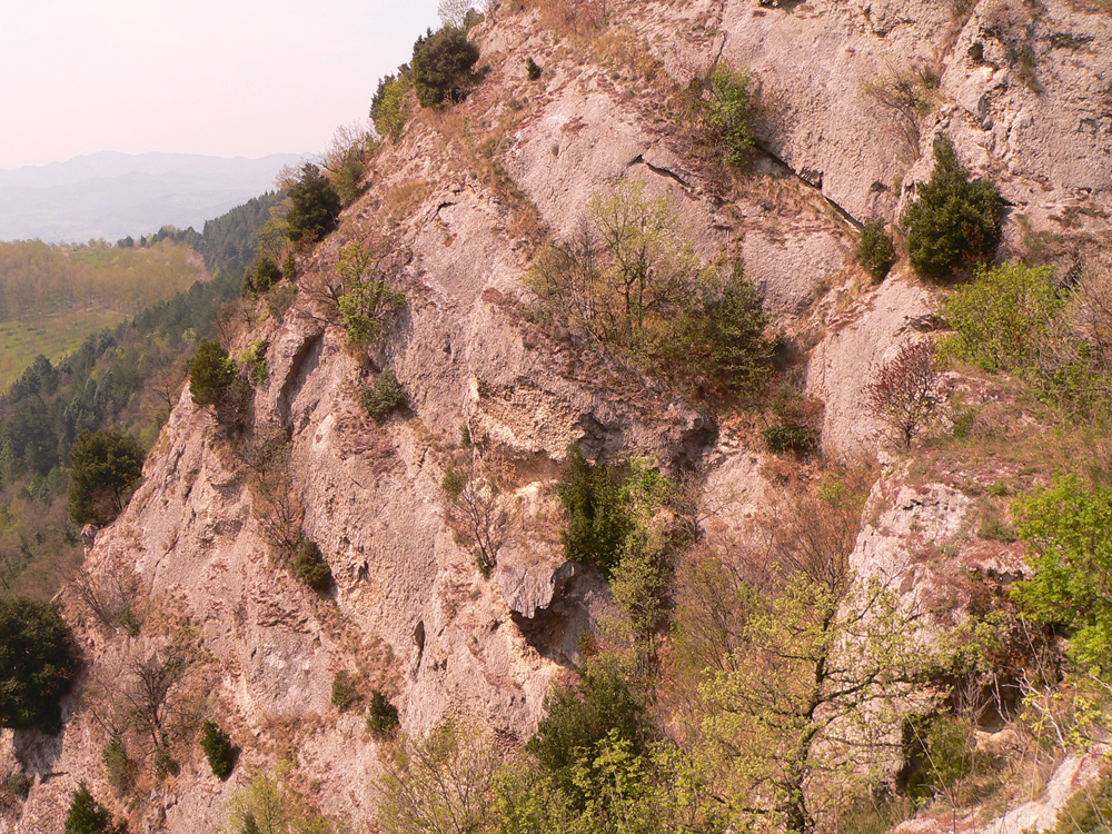 tipica vegetazione sui gessi di Monte Mauro - Foto Archivio Servizio Geologico