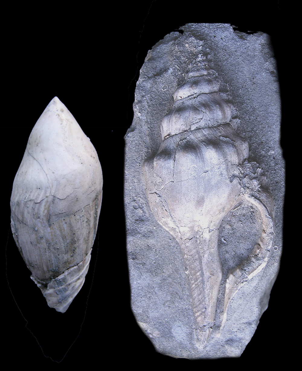 Ancilla glandiformis (a sinistra) e Clavilithes klipsteini (a destra) - foto Gianluca Raineri