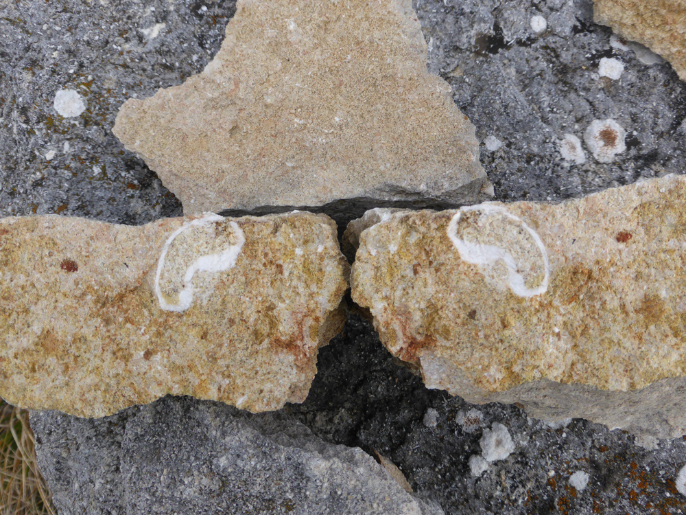 Monte San Marco - Frammento fossile nelle calcareniti - Foto Archivio Servizio Geologico